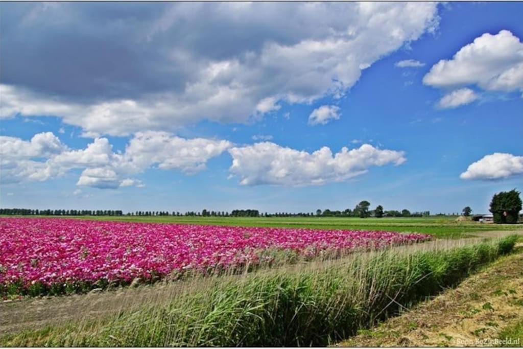 -Nieuw- Luxe & Sfeervol Vakantiehuis Tholen Extérieur photo
